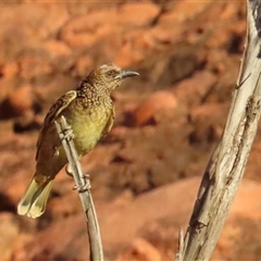 Chlamydera guttata at Petermann, NT - 7 Oct 2024