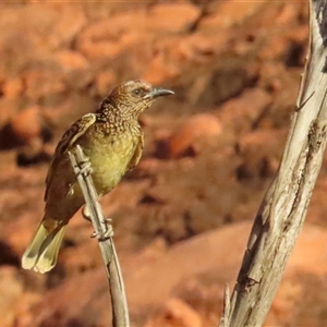 Chlamydera guttata at Petermann, NT - 7 Oct 2024 07:55 AM