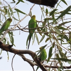 Melopsittacus undulatus (Budgerigar) at Petermann, NT - 6 Oct 2024 by BenW