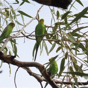 Melopsittacus undulatus at Petermann, NT - 7 Oct 2024 08:49 AM
