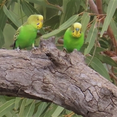 Melopsittacus undulatus at Petermann, NT - 7 Oct 2024 08:49 AM