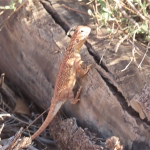 Ctenophorus nuchalis at Yulara, NT - 7 Oct 2024