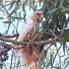 Lophochroa leadbeateri mollis (Pink Cockatoo) at Yulara, NT - 7 Oct 2024 by BenW