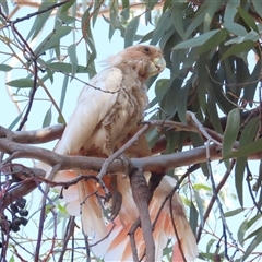 Lophochroa leadbeateri at Yulara, NT - 7 Oct 2024