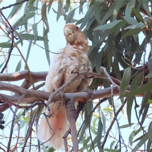 Lophochroa leadbeateri at Yulara, NT - 7 Oct 2024