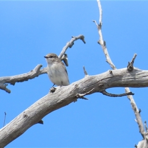 Microeca fascinans at Throsby, ACT - 12 Oct 2024