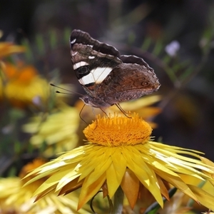 Vanessa itea at Acton, ACT - 9 Oct 2024 01:59 PM