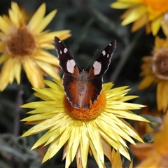 Vanessa itea at Acton, ACT - 9 Oct 2024 01:59 PM