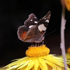 Vanessa itea at Acton, ACT - 9 Oct 2024 01:59 PM