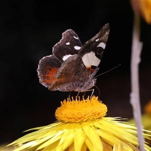 Vanessa itea at Acton, ACT - 9 Oct 2024 01:59 PM