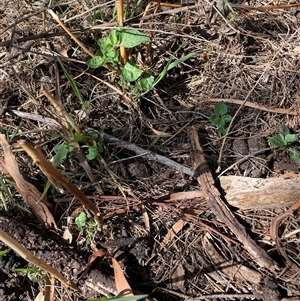 Solanum nigrum at Watson, ACT - 11 Oct 2024