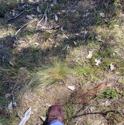 Nassella trichotoma (Serrated Tussock) at Watson, ACT - 11 Oct 2024 by waltraud