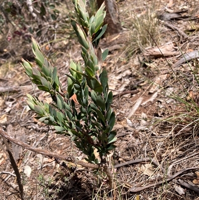 Styphelia triflora (Five-corners) at Watson, ACT - 11 Oct 2024 by waltraud