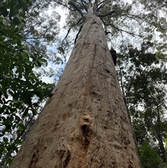 Unidentified Gum Tree at Lorne, NSW - 11 Oct 2024 by Butlinz