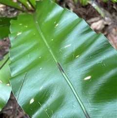 Asplenium australasicum at Lorne, NSW - 12 Oct 2024 by Butlinz