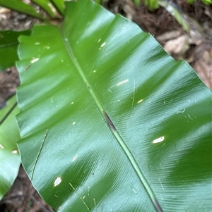 Asplenium australasicum at Lorne, NSW by Butlinz