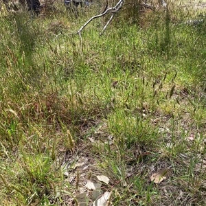 Anthoxanthum odoratum at Watson, ACT - 11 Oct 2024