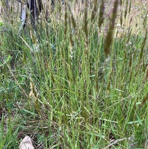 Anthoxanthum odoratum at Watson, ACT - 11 Oct 2024