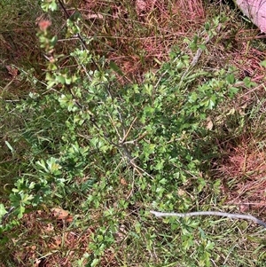 Crataegus monogyna at Watson, ACT - 11 Oct 2024