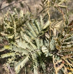 Acacia baileyana x Acacia dealbata (Cootamundra Wattle x Silver Wattle (Hybrid)) at Watson, ACT - 11 Oct 2024 by waltraud