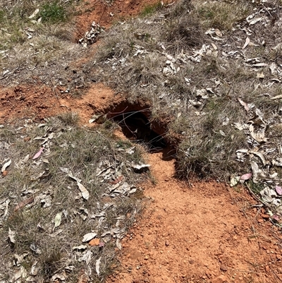 Oryctolagus cuniculus (European Rabbit) at Watson, ACT - 11 Oct 2024 by waltraud