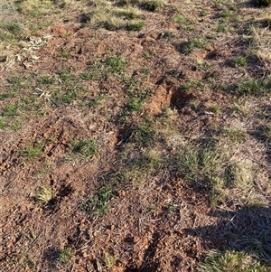 Oryctolagus cuniculus at Watson, ACT - 11 Oct 2024