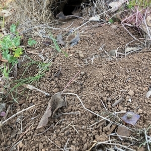 Oryctolagus cuniculus at Watson, ACT - 11 Oct 2024