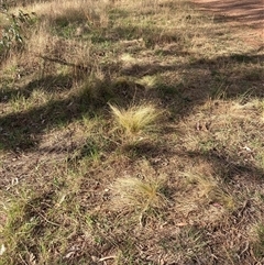 Nassella trichotoma (Serrated Tussock) at Hackett, ACT - 11 Oct 2024 by waltraud