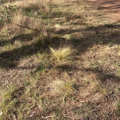 Nassella trichotoma (Serrated Tussock) at Hackett, ACT - 11 Oct 2024 by waltraud