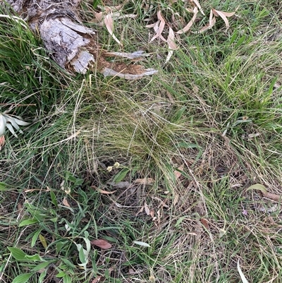 Nassella trichotoma (Serrated Tussock) at Hackett, ACT - 11 Oct 2024 by waltraud