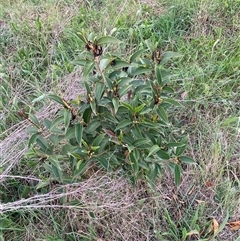 Ligustrum lucidum (Large-leaved Privet) at Hackett, ACT - 11 Oct 2024 by waltraud