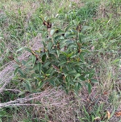 Ligustrum lucidum (Large-leaved Privet) at Hackett, ACT - 11 Oct 2024 by waltraud