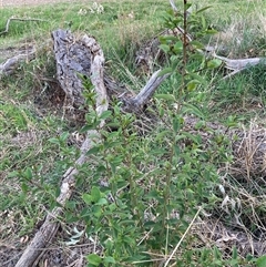 Ligustrum lucidum (Large-leaved Privet) at Hackett, ACT - 11 Oct 2024 by waltraud