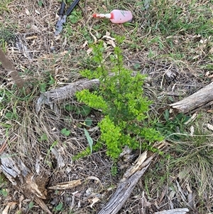 Ligustrum sinense at Hackett, ACT - 11 Oct 2024 05:32 PM