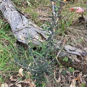 Olea europaea subsp. cuspidata at Hackett, ACT - 11 Oct 2024