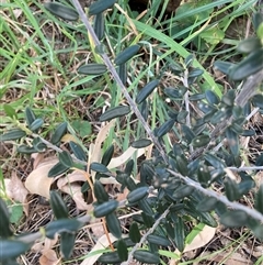 Olea europaea subsp. cuspidata at Hackett, ACT - 11 Oct 2024