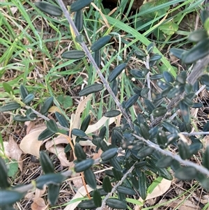 Olea europaea subsp. cuspidata at Hackett, ACT - 11 Oct 2024