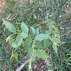 Celtis australis (Nettle Tree) at Hackett, ACT - 11 Oct 2024 by waltraud