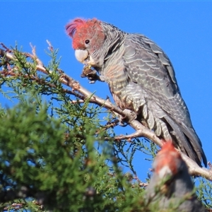 Callocephalon fimbriatum at Corrowong, NSW - 11 Oct 2024