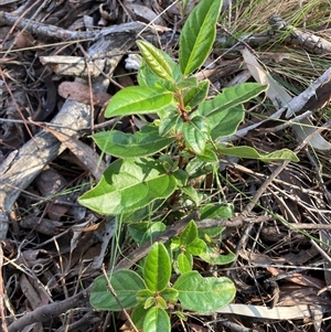 Viburnum tinus at Hackett, ACT - 11 Oct 2024