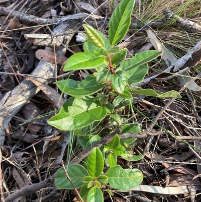 Viburnum tinus (Laurustinus) at Hackett, ACT - 11 Oct 2024 by waltraud