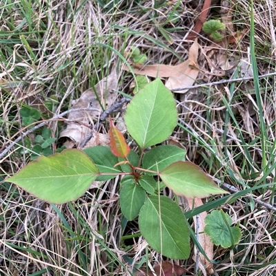 Prunus sp. (A Plum) at Hackett, ACT - 11 Oct 2024 by waltraud