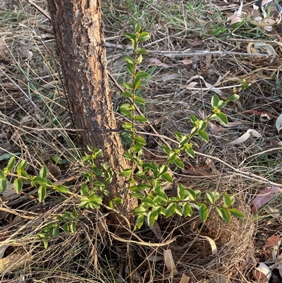 Ligustrum sinense (Narrow-leaf Privet, Chinese Privet) at Hackett, ACT - 11 Oct 2024 by waltraud