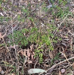 Ligustrum sinense at Hackett, ACT - 11 Oct 2024 06:41 PM