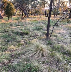 Nassella trichotoma (Serrated Tussock) at Hackett, ACT - 11 Oct 2024 by waltraud