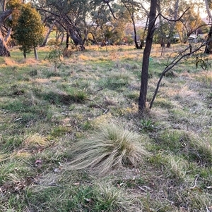 Nassella trichotoma at Hackett, ACT - 11 Oct 2024