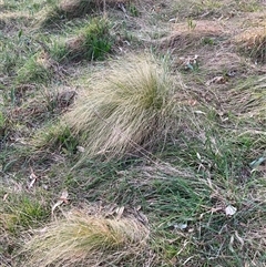 Nassella trichotoma at Hackett, ACT - 11 Oct 2024