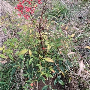 Nandina domestica at Hackett, ACT - 11 Oct 2024