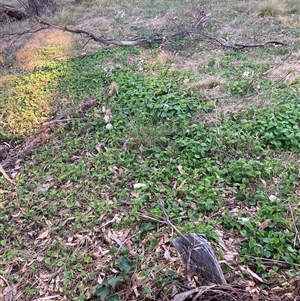 Viola odorata at Hackett, ACT - 11 Oct 2024