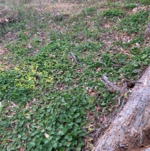 Viola odorata at Hackett, ACT - 11 Oct 2024